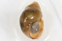 Image of Fossaria