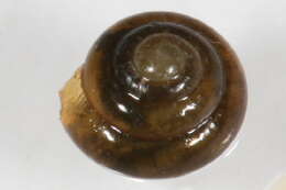 Image of <i>Euconulus praticola</i>