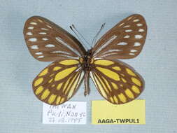 Image of <i>Aporia agathon moltrechti</i>