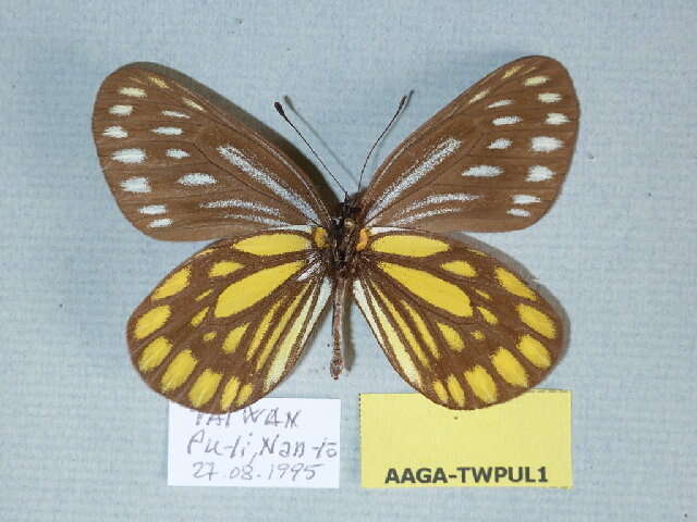 Image of <i>Aporia agathon moltrechti</i>