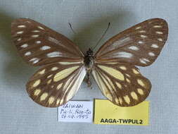 Image of <i>Aporia agathon moltrechti</i>