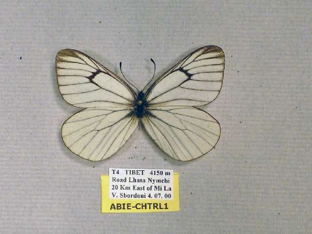 Image de Aporia bieti xizangensis