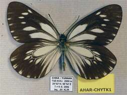 Image de Aporia harrietae paracrea