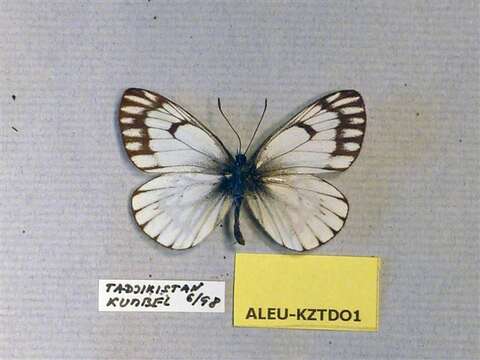 Image de Aporia leucodice (Eversmann 1843)