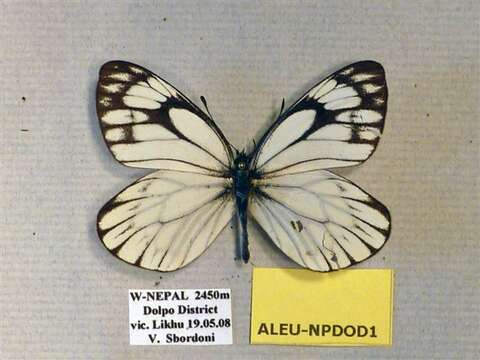 Image de Aporia leucodice (Eversmann 1843)