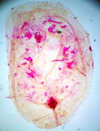 Image of Coccus