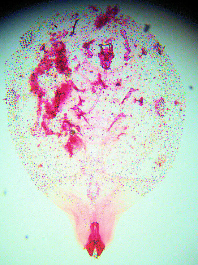 Image of Wax Scales