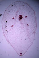 Asterolecaniidae的圖片