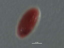 صورة Eriococcus azaleae Comstock 1881