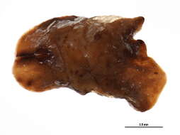 Image of Toumeyella parvicornis (Cockerell 1897)