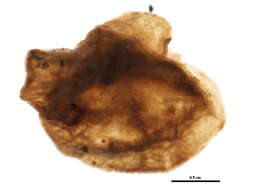 Image of Toumeyella parvicornis (Cockerell 1897)