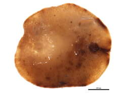 Image of Toumeyella parvicornis (Cockerell 1897)