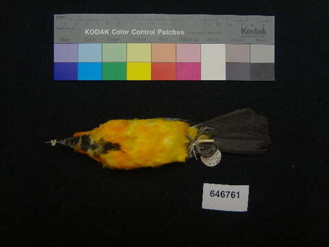 Image of Streak-backed Oriole