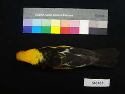 Image of Altamira Oriole