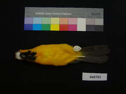 Image of Altamira Oriole