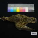 Image of Upland sandpiper