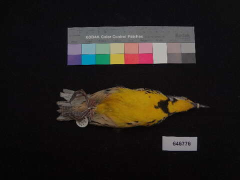 Image of Eastern Meadowlark