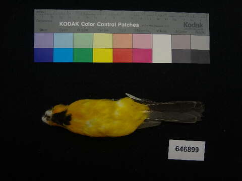 Image of Streak-backed Oriole