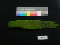 Image of Pacific Parakeet