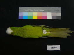 Image of Pacific Parakeet