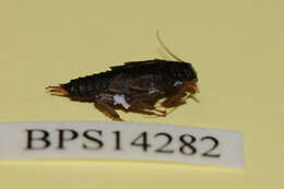 Image of Pteronarcyoidea