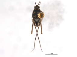 Image of Trepobates subnitidus Esaki 1926