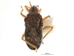 Image of Bueno's Velvet Water Bug