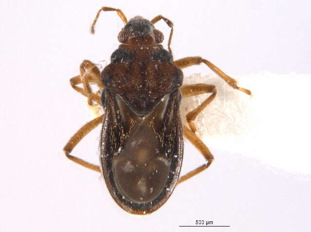 Image of Bueno's Velvet Water Bug