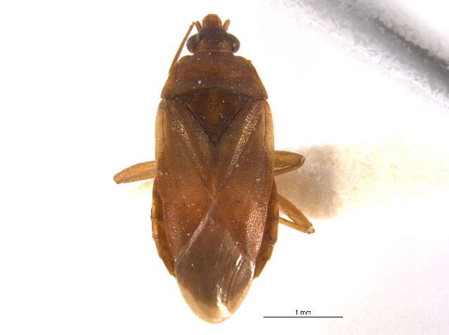 Image of Lyctocoris (Lyctocoris) rostratus Kelton & Anderson 1962