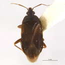 Image of Lyctocoris (Dolichomerium) stalii (Reuter 1871)