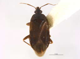 Image of Lyctocoris (Dolichomerium) stalii (Reuter 1871)