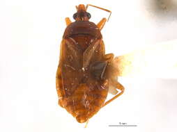 Image of Lyctocoris (Dolichomerium) stalii (Reuter 1871)