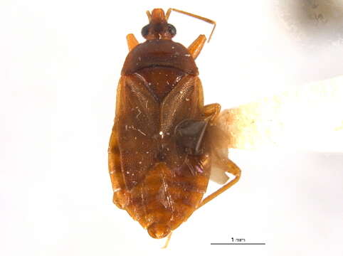 Image of Lyctocoris (Dolichomerium) stalii (Reuter 1871)