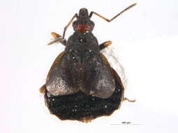 Loricula pselaphiformis Curtis 1833的圖片