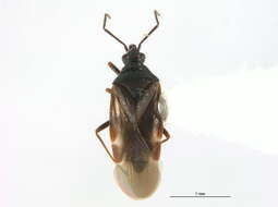 Loricula pselaphiformis Curtis 1833的圖片