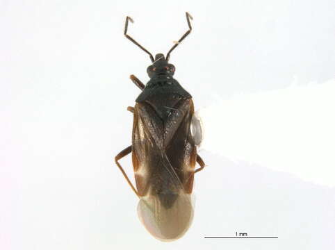 Image of Loricula pselaphiformis Curtis 1833