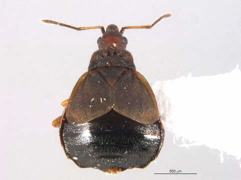 Imagem de Loricula pselaphiformis Curtis 1833