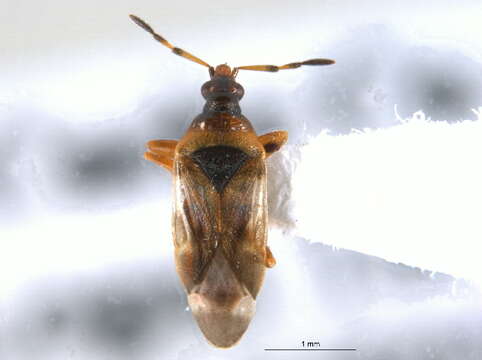 Image of Anthocoris antevolens White 1879