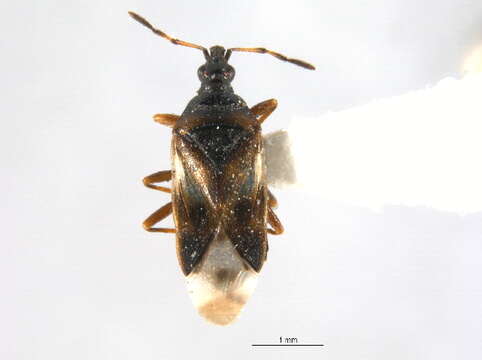 Image of Anthocoris antevolens White 1879