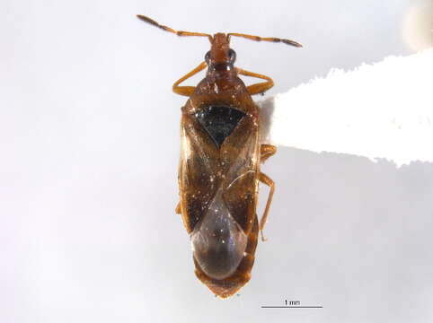 Image of Anthocoris antevolens White 1879