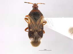 Image of Anthocoris nemoralis (Fabricius 1794)