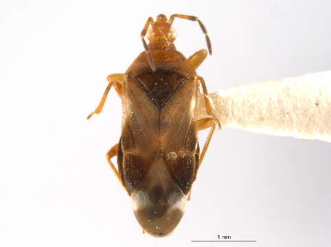 Image of Anthocoris nemoralis (Fabricius 1794)