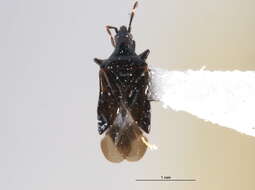 Image of Macrotracheliella nigra