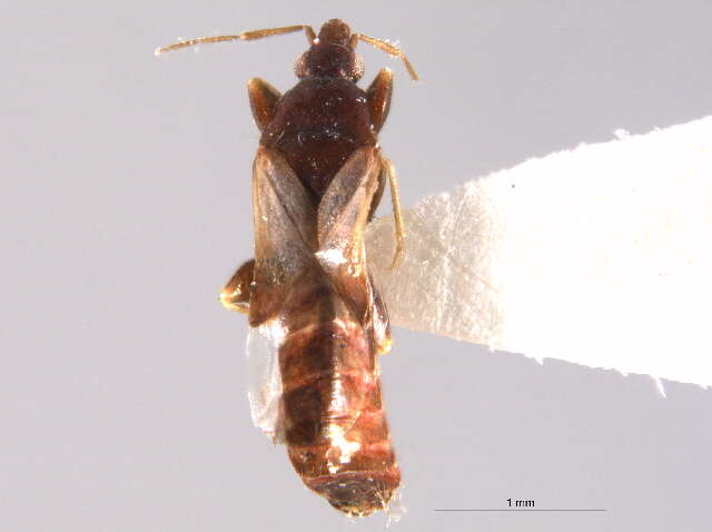 Image of Scoloposcelis flavicornis Reuter 1871