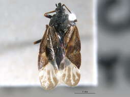 Image of Tetraphleps abdulghani