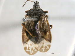 Image of Tetraphleps abdulghani