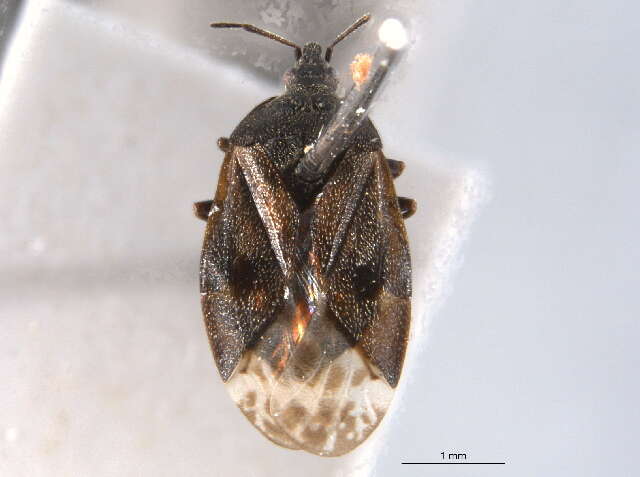 Image of Tetraphleps abdulghani