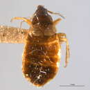 Image of Xylocoris (Xylocoris) hirtus Kelton 1976