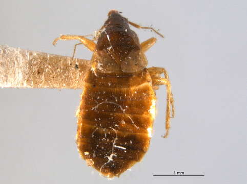 Image of Xylocoris (Xylocoris) hirtus Kelton 1976