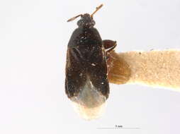 Image of Xylocoris umbrinus